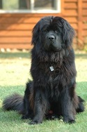 250px-Newfoundland_dog_Smoky